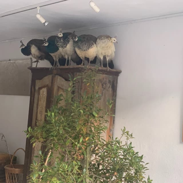 Neujahrsbegrüßung. 

#erichschickling #schicklingstiftung #erichschicklingstiftung #ottobeuren #günztal #kunststiftung #architektur #philosophie #mythologie #natur #klassischemusik